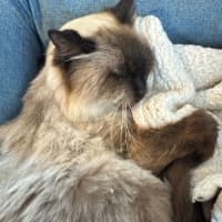 Photo of Elvis Presley