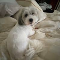 Photo of Millie