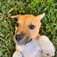 Photo of Otis