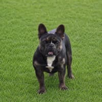 Photo of Frankie