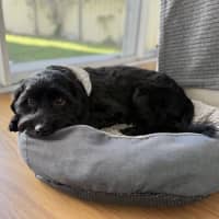 Photo of Koda   1 Year Old Cavoodle