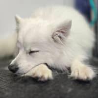 Photo of Daisy