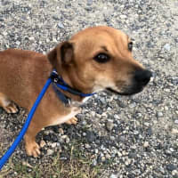 Photo of Ginger Meggs