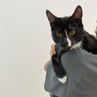 Photo of Noir