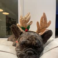 Photo of Penelope And Nala 