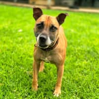 Photo of Rufus