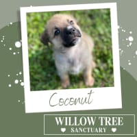 Photo of Coconut