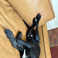 Photo of Stitch