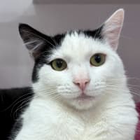 Photo of Raven Rsuk012656