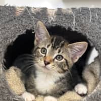 Photo of Dax