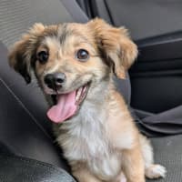Photo of Sully