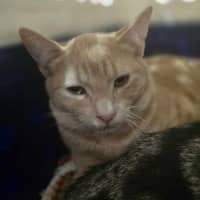 Photo of Atticus
