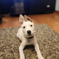 Photo of Gunner