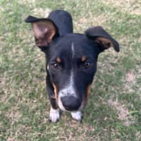 Photo of Tango