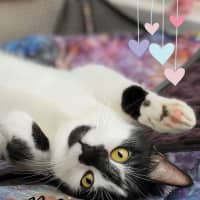 Photo of 🐈‍⬛ Blaze 💕