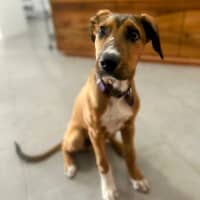 Photo of Barley