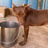 Photo of Coco Kelpie