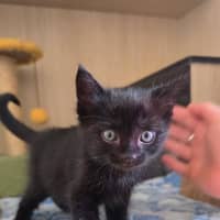 Photo of C1630 Midnight