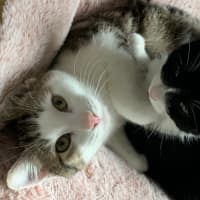 Photo of Hazel 
