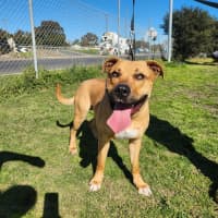 Photo of Ali (66821)