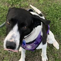 Photo of Luna   2 Year Old Mixed Breed