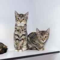Photo of Buttercup