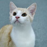 Photo of Bustopher Jones