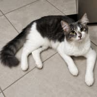 Photo of Inca