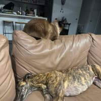 Photo of Winnie, The Greyhound