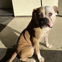 Photo of Luna