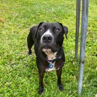 Photo of Estelle *$150 Adoption Fee*