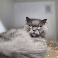 Photo of Dolly