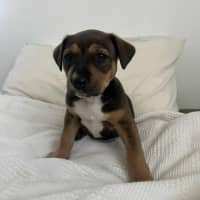 Photo of Princess Bubblegum