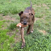 Photo of Foghorn Leghorn