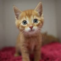 Photo of Long John Silver