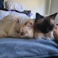 Photo of Bobby & Brown *9 Lives Project Rescue*