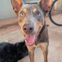 Photo of Maca