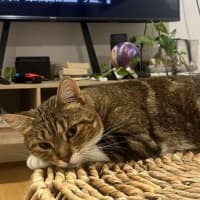 Photo of Princess Lilibet