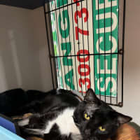 Photo of Socks