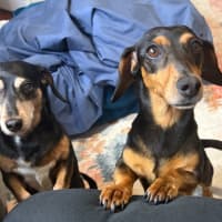 Photo of Sally   8 Year Old Dachshund