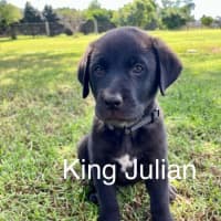 Photo of King Julian