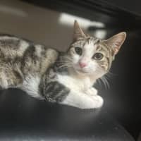 Photo of Stella   Pretty Tabby