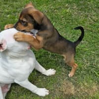 Photo of Princess Bubblegum