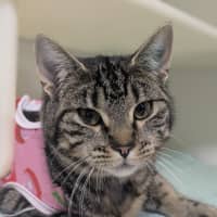 Photo of 🍸 Meowtini 6328 🍸