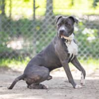Photo of Cobalt