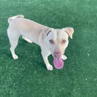 Photo of Tucker Imp 1449