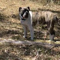 Photo of Lexi   6 Month Old Australian Bulldog