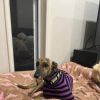 Photo of Maple