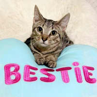 Photo of Lilly The Social Butterfly