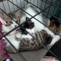 Photo of Zippy Snail